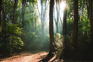 Forest, trees Forest, trees